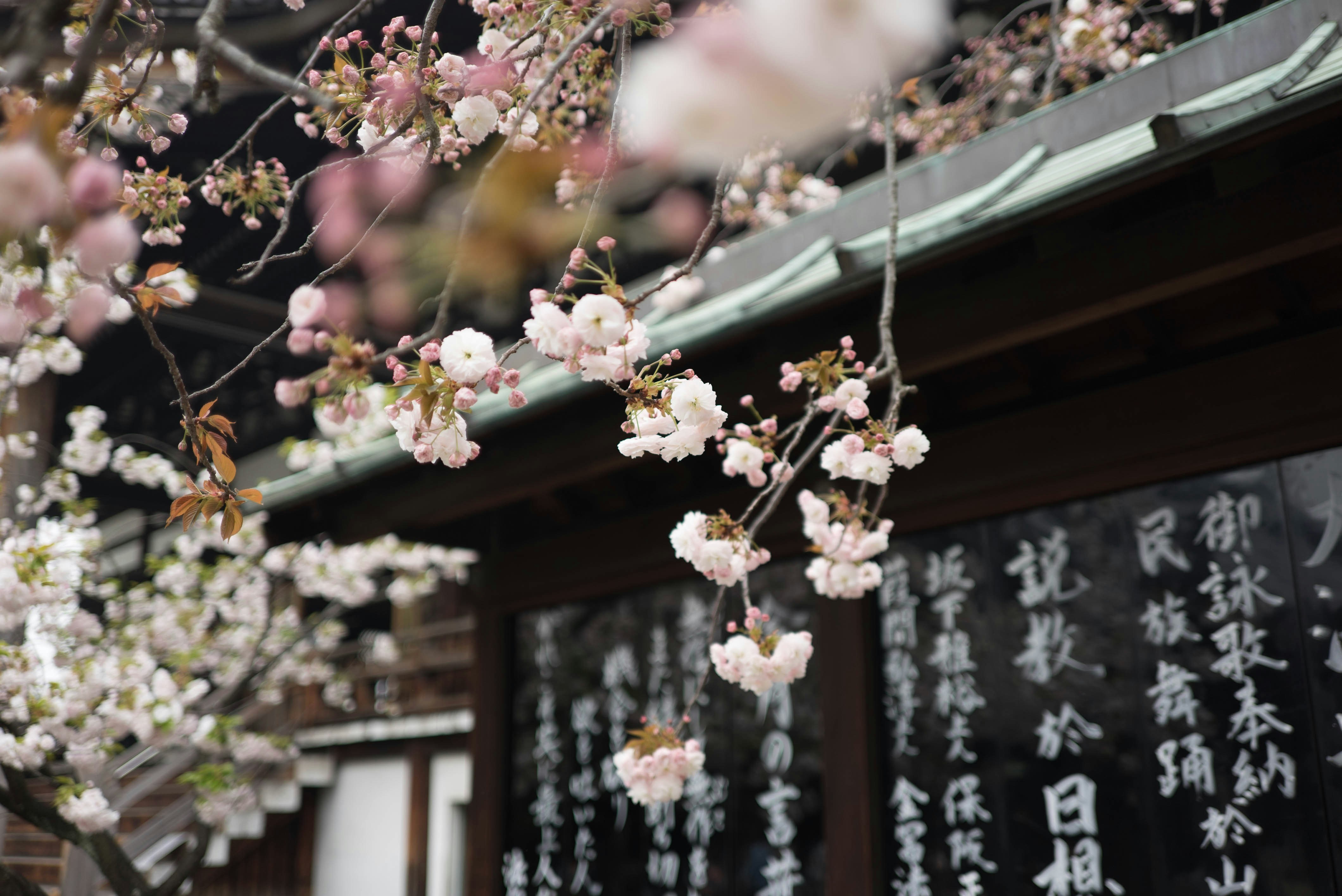spring