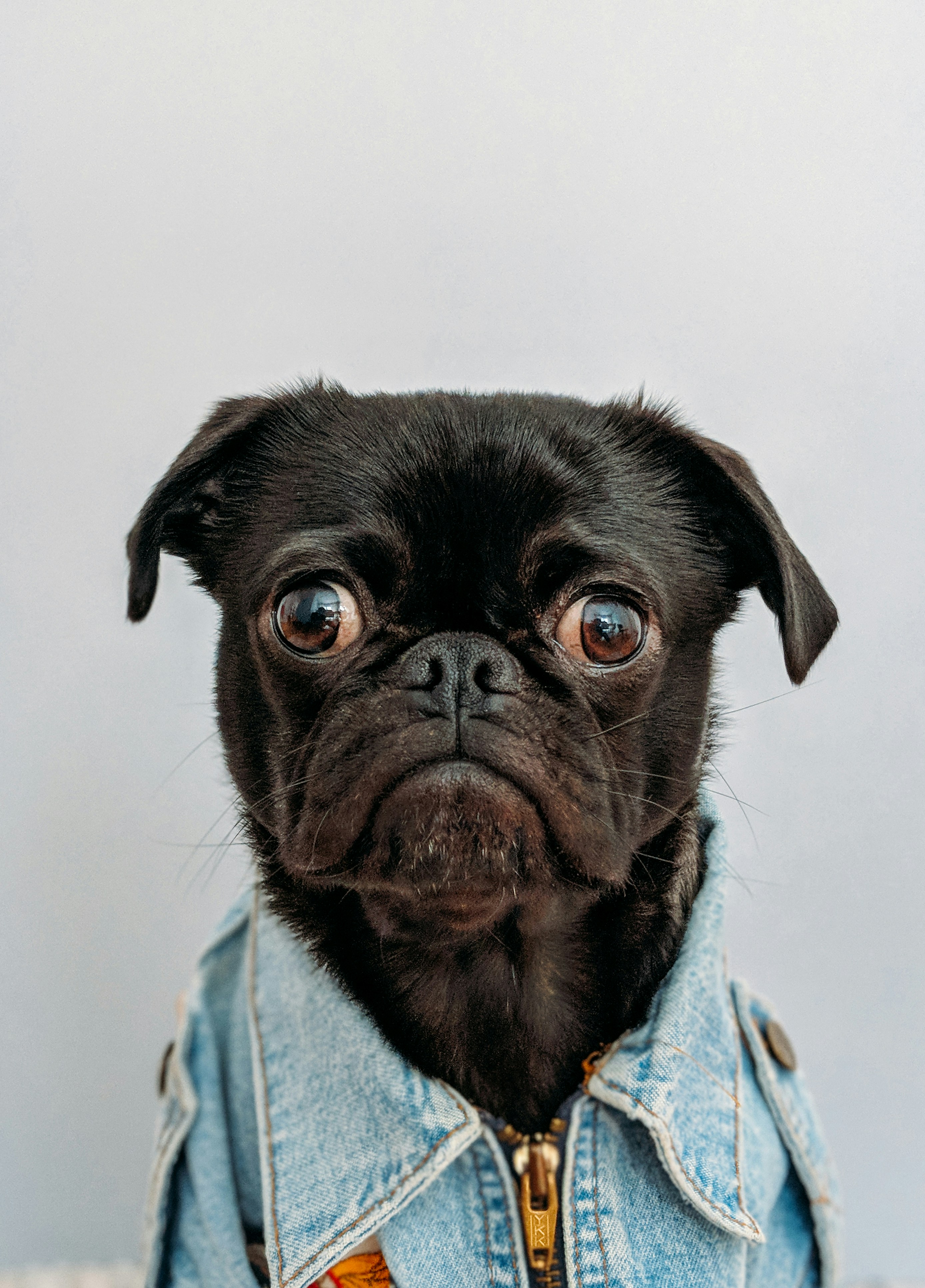 pug dog in a denim vest
