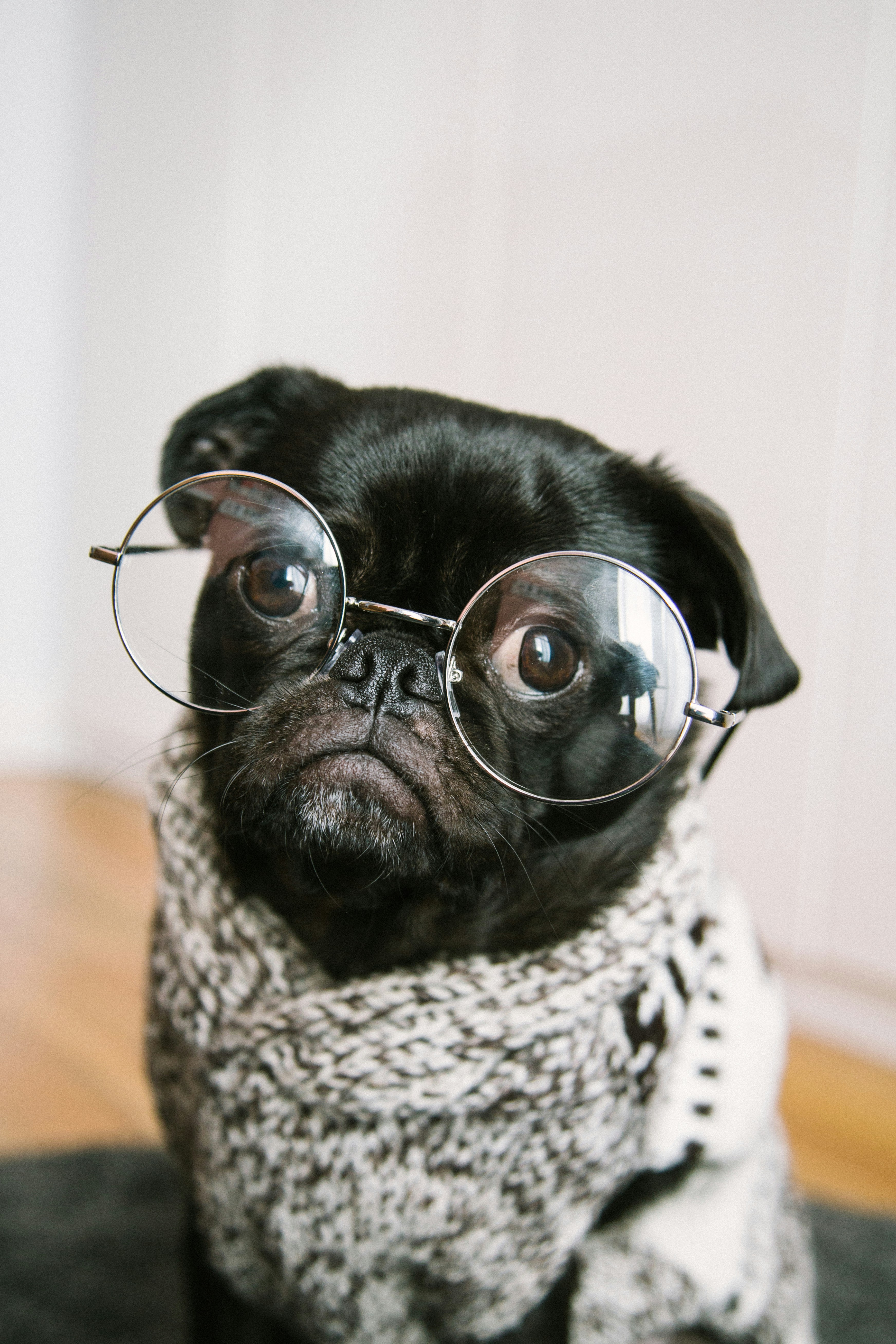 Pug dog wearing glasses