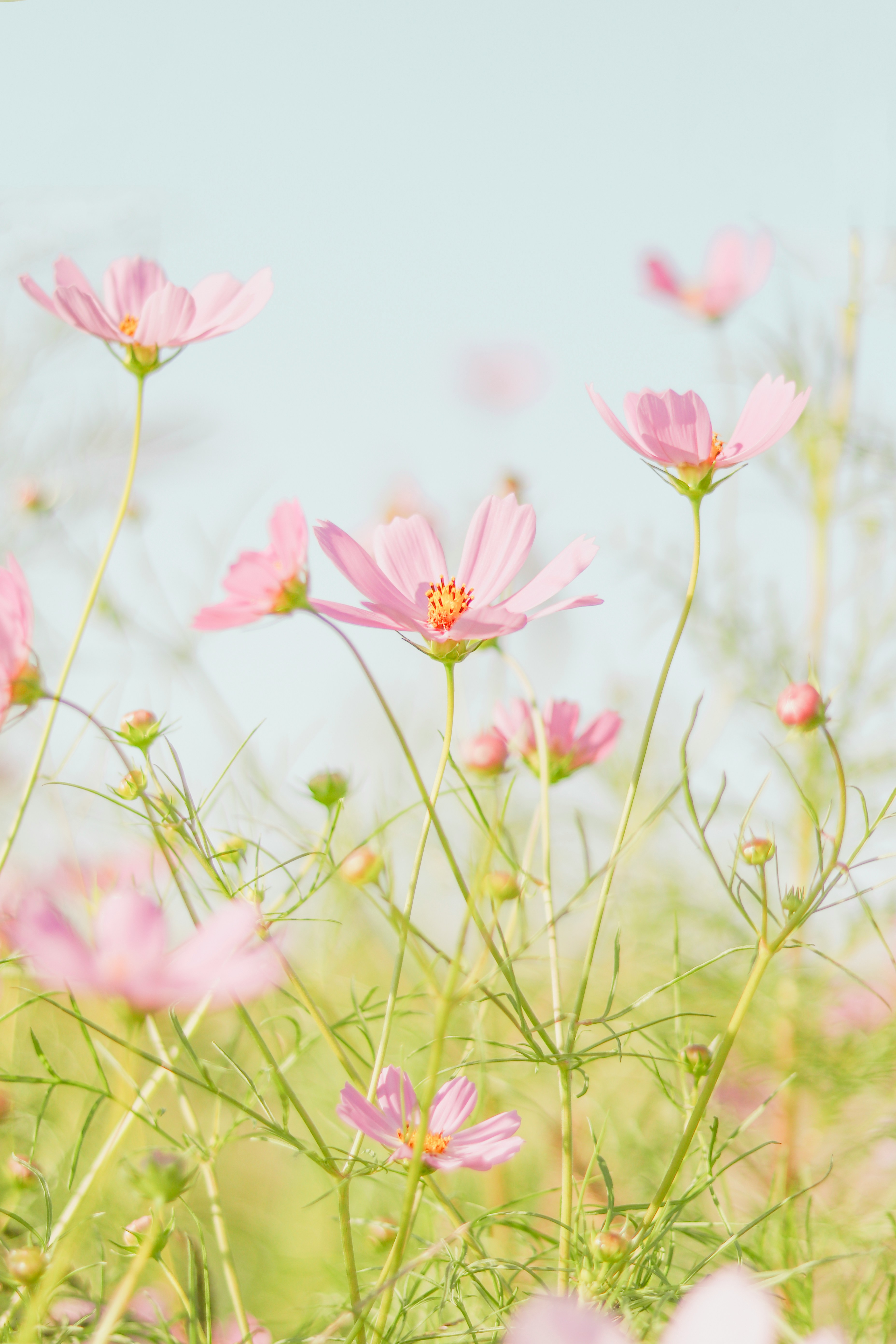 Spring flowers
